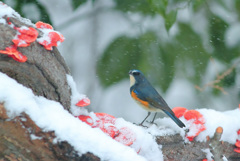 雪とルリビタキ