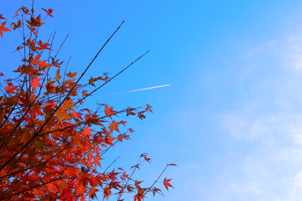 紅葉その２です。
