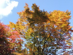 紅葉