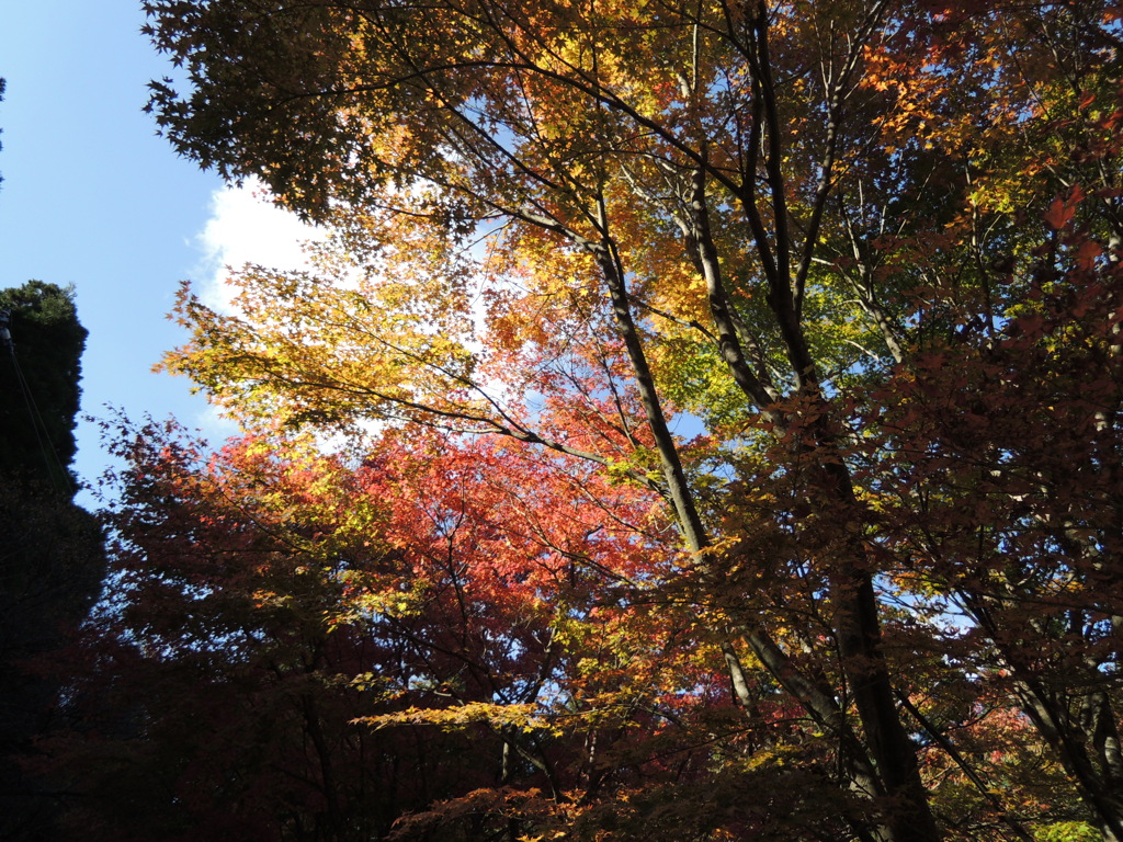 紅葉
