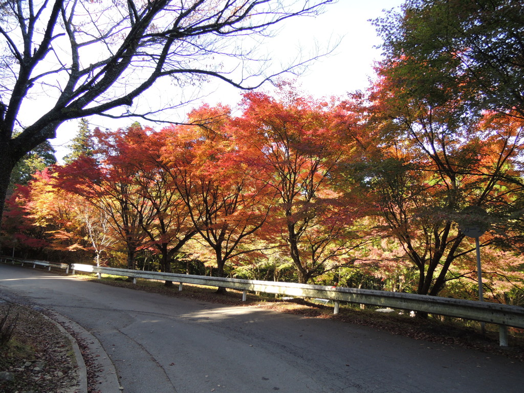 紅葉