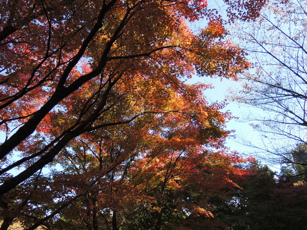 紅葉
