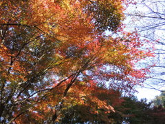 紅葉