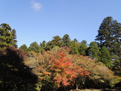 紅葉