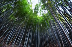 竹林
