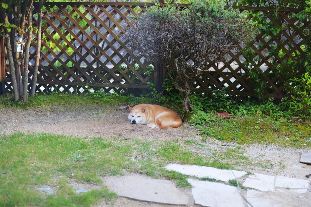 おひるね