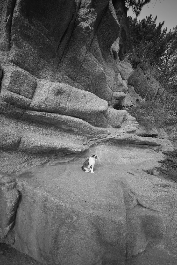 猫のいる岩