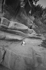 猫のいる岩