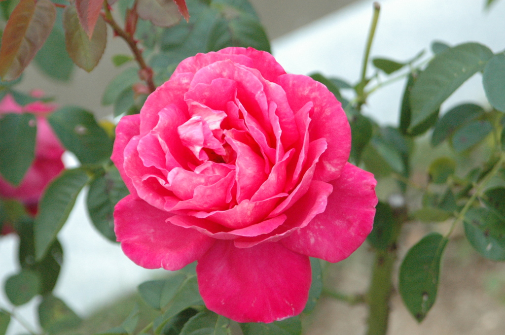 薔薇