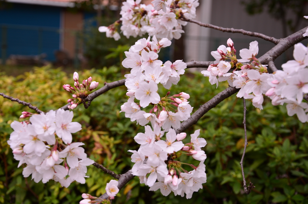 鶴生田川　８分咲き