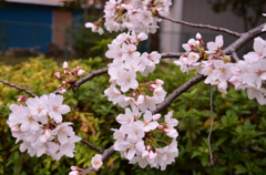 鶴生田川　８分咲き