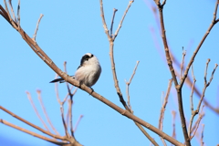 可愛さ１番の小鳥