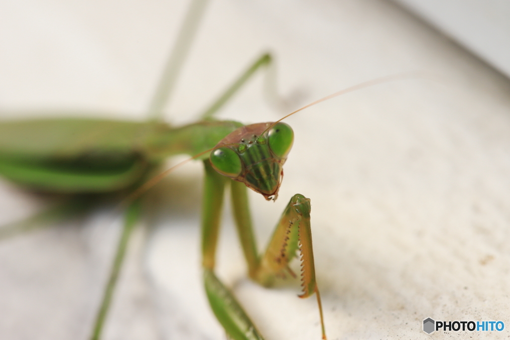 11月のカマキリ