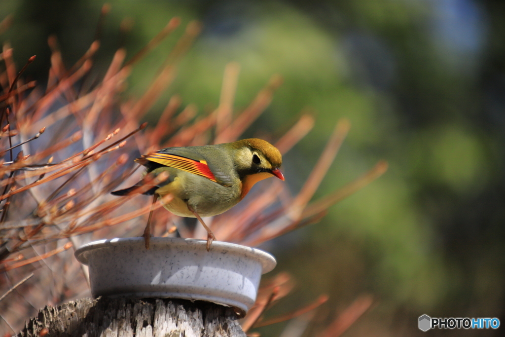 相思鳥もやって来た