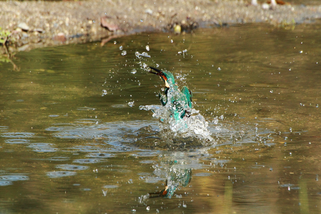 小魚をゲット！！