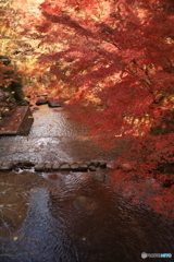 川の上の紅葉