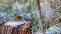 相思相愛の鳥？