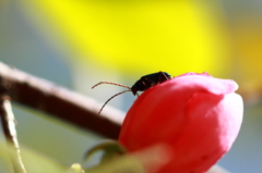 小さな生き物シリーズ―名前不明の虫