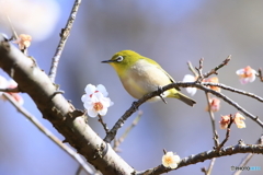 ウメジロー4