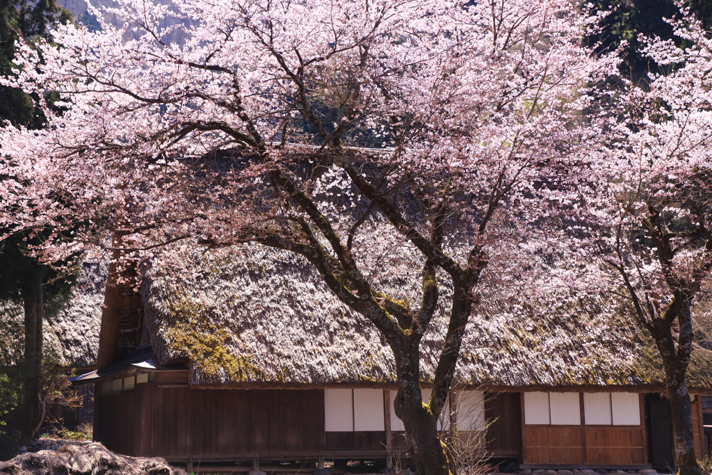 桜咲く世界遺産 4