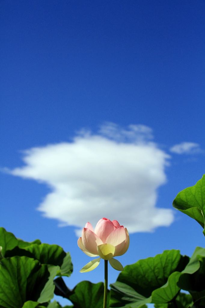 夏空とハスの花