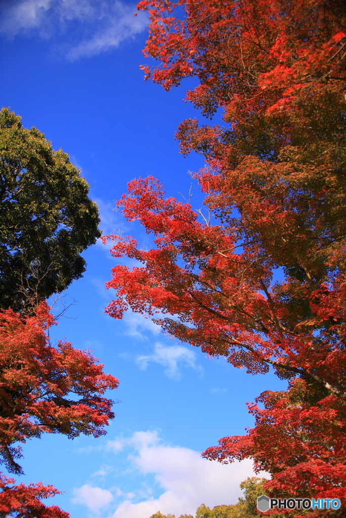 青空と紅葉