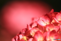 赤い紫陽花 1