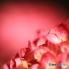 赤い紫陽花 1