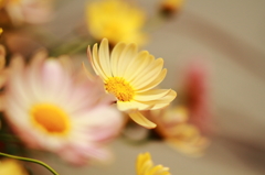 黄色とピンクの花 １