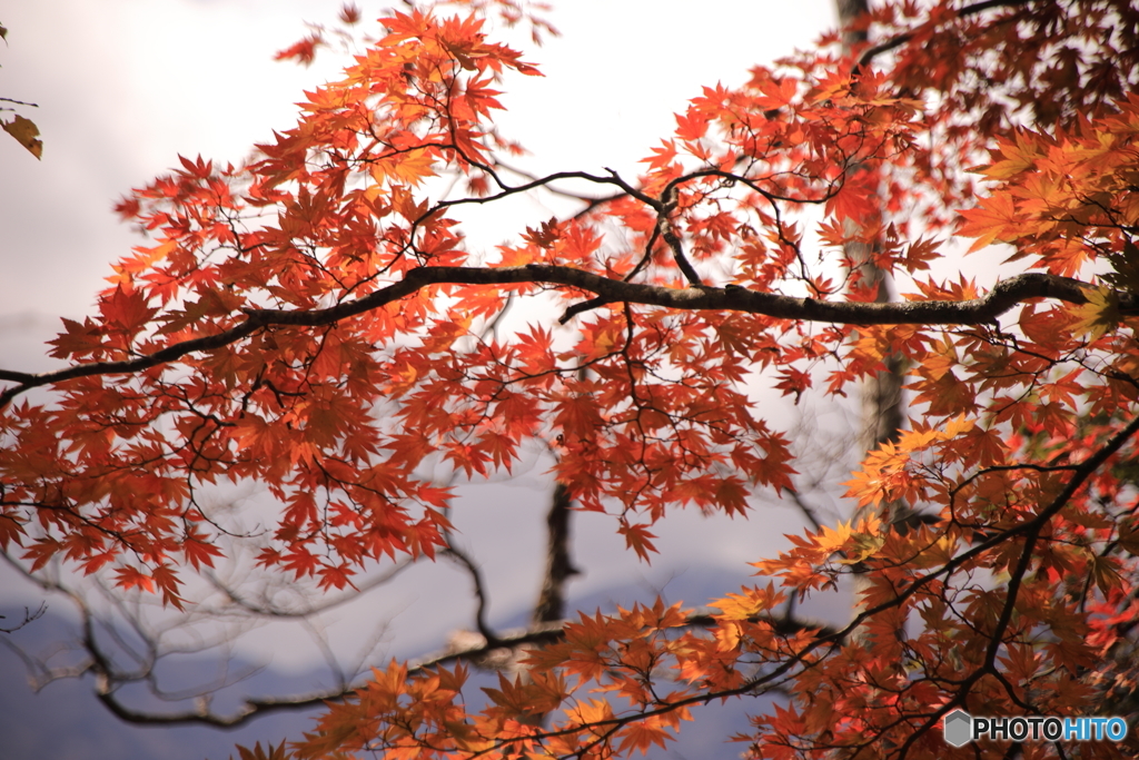 山の紅葉