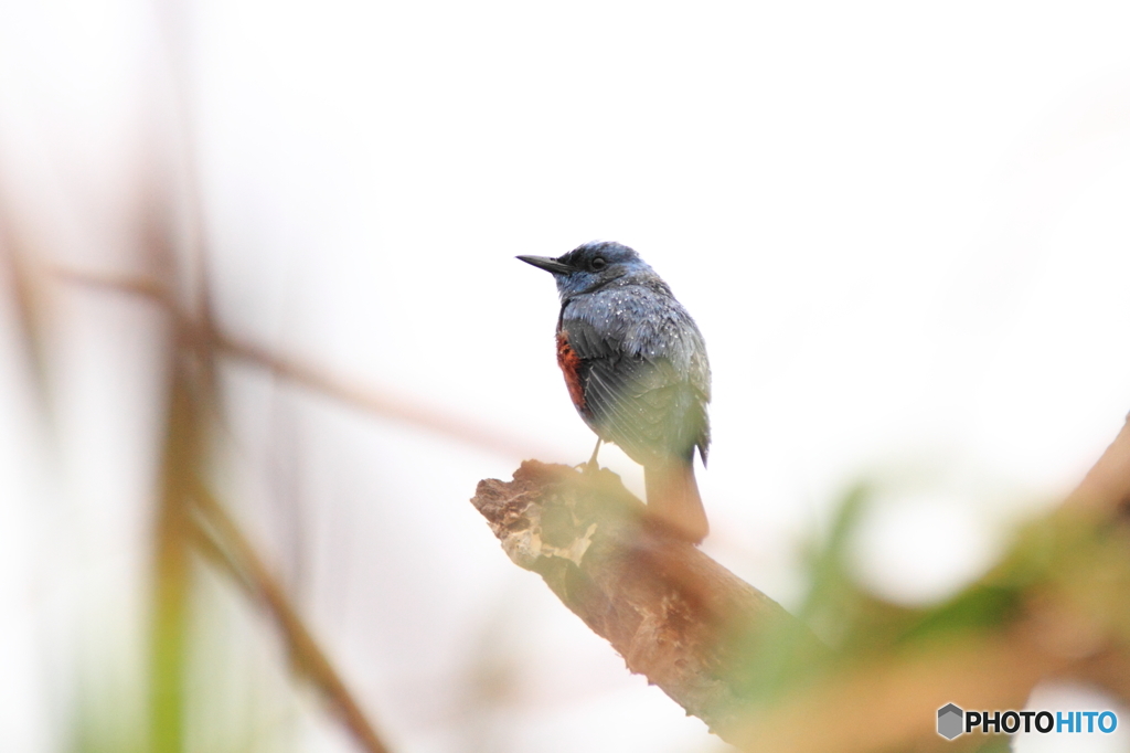 沖縄の鳥－イソヒヨドリ２