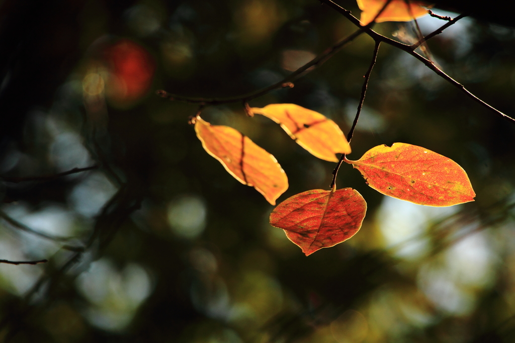 ありふれた紅葉 ２