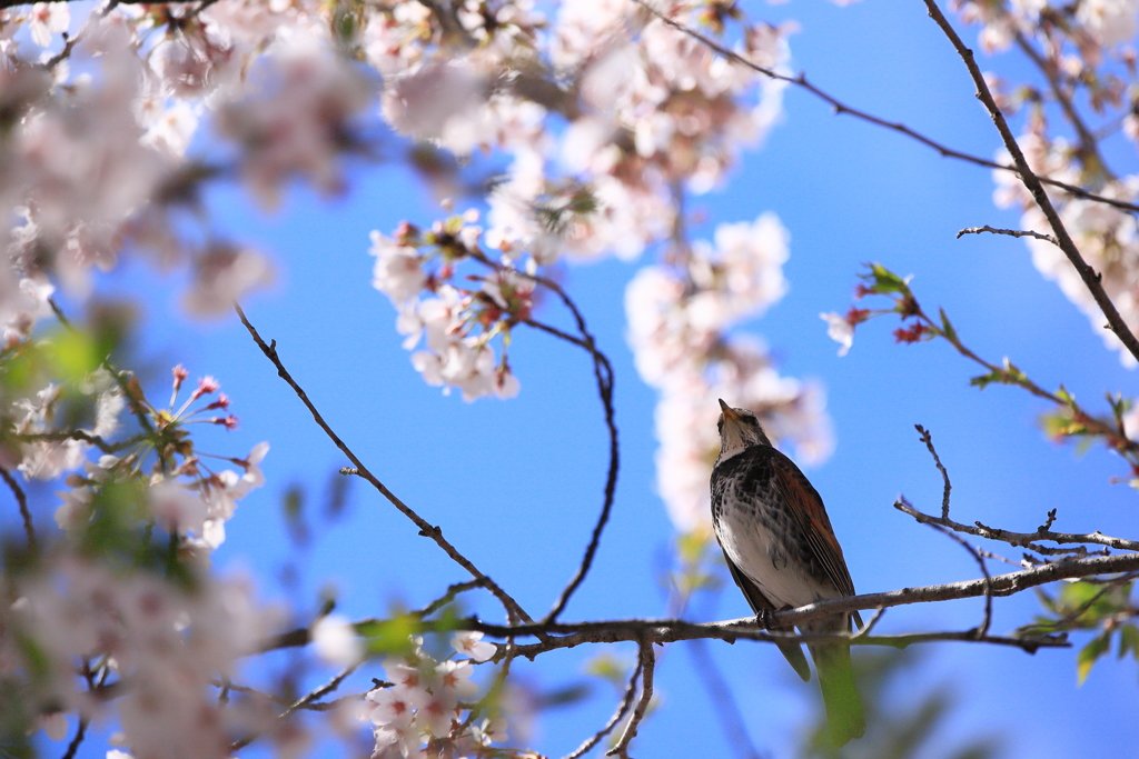 ツグミと桜 3