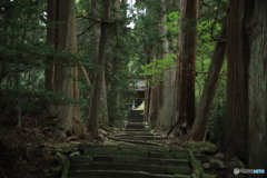 清水寺（せいすいじ）杉並木