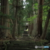 清水寺（せいすいじ）杉並木