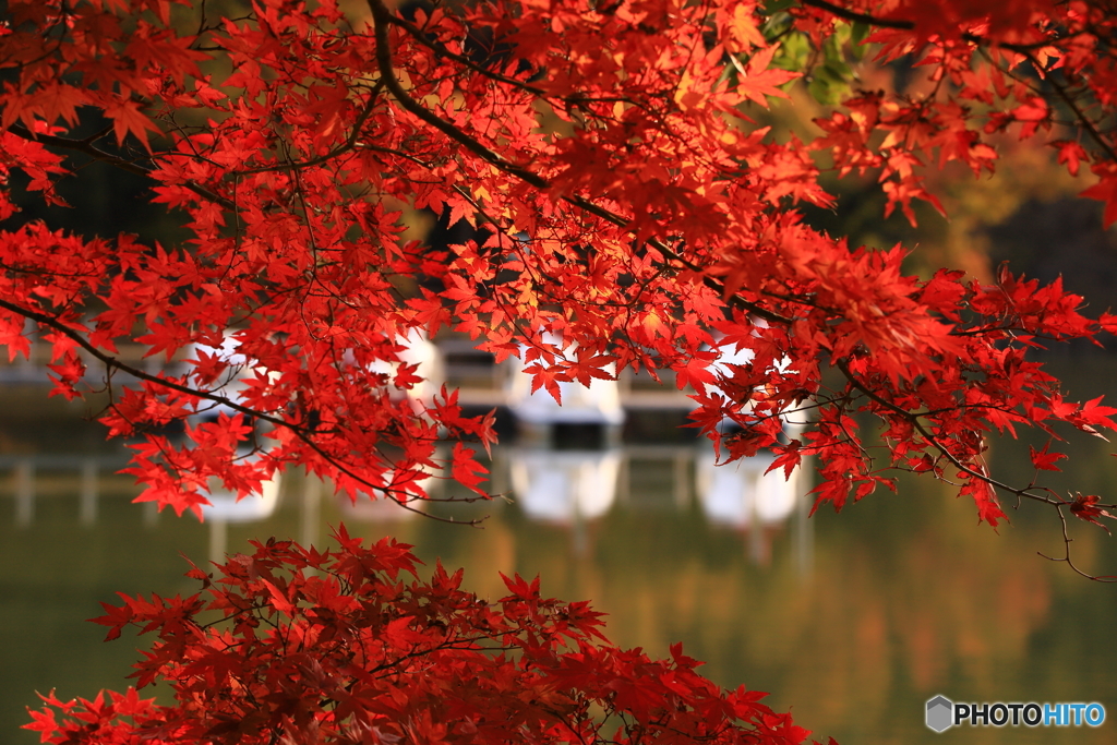 池の紅葉 2