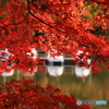 池の紅葉 2