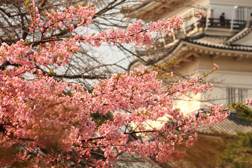 桜と小田原城