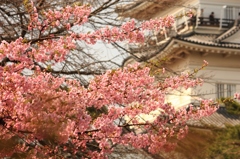 桜と小田原城
