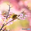 春色の中で