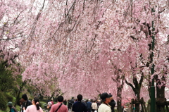 花見最後のチャンス