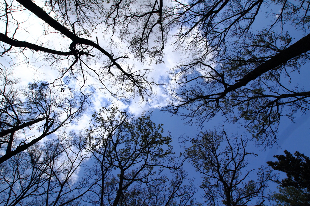 見上げれば青空