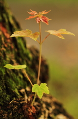 芽