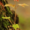 芽