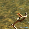 魚を咥えて