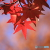 公園の紅葉 1