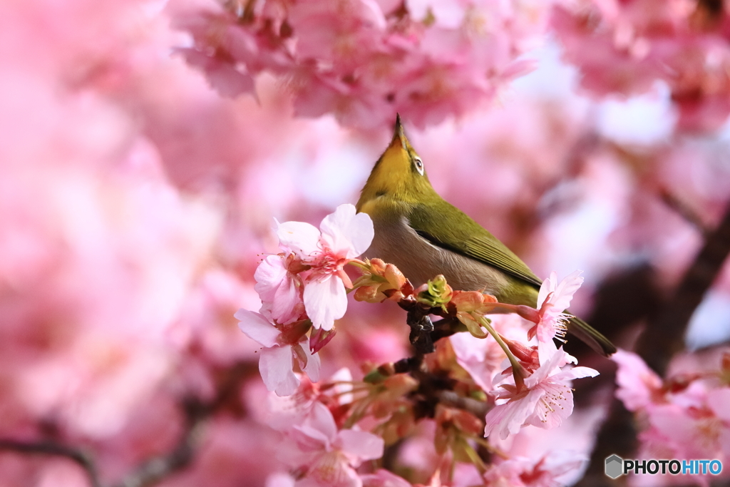 見上げれば