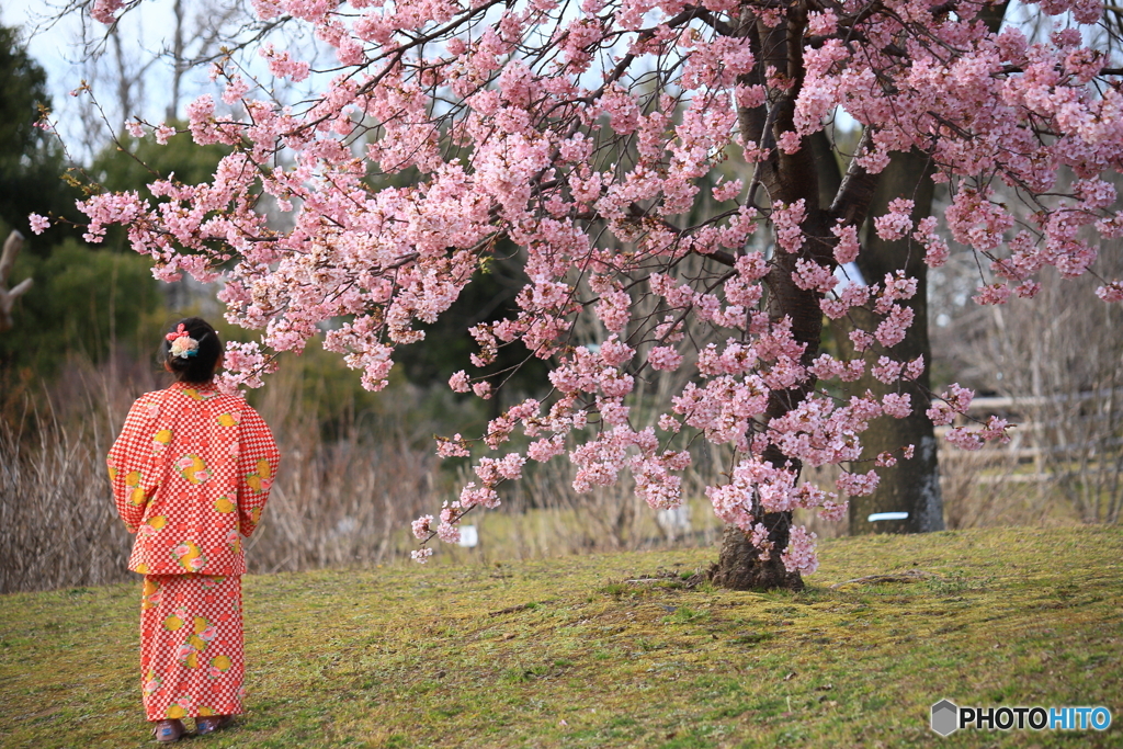 桜を見る女の子