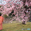 桜を見る女の子