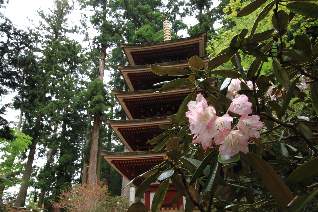 室生寺－五重塔とシャクナゲ